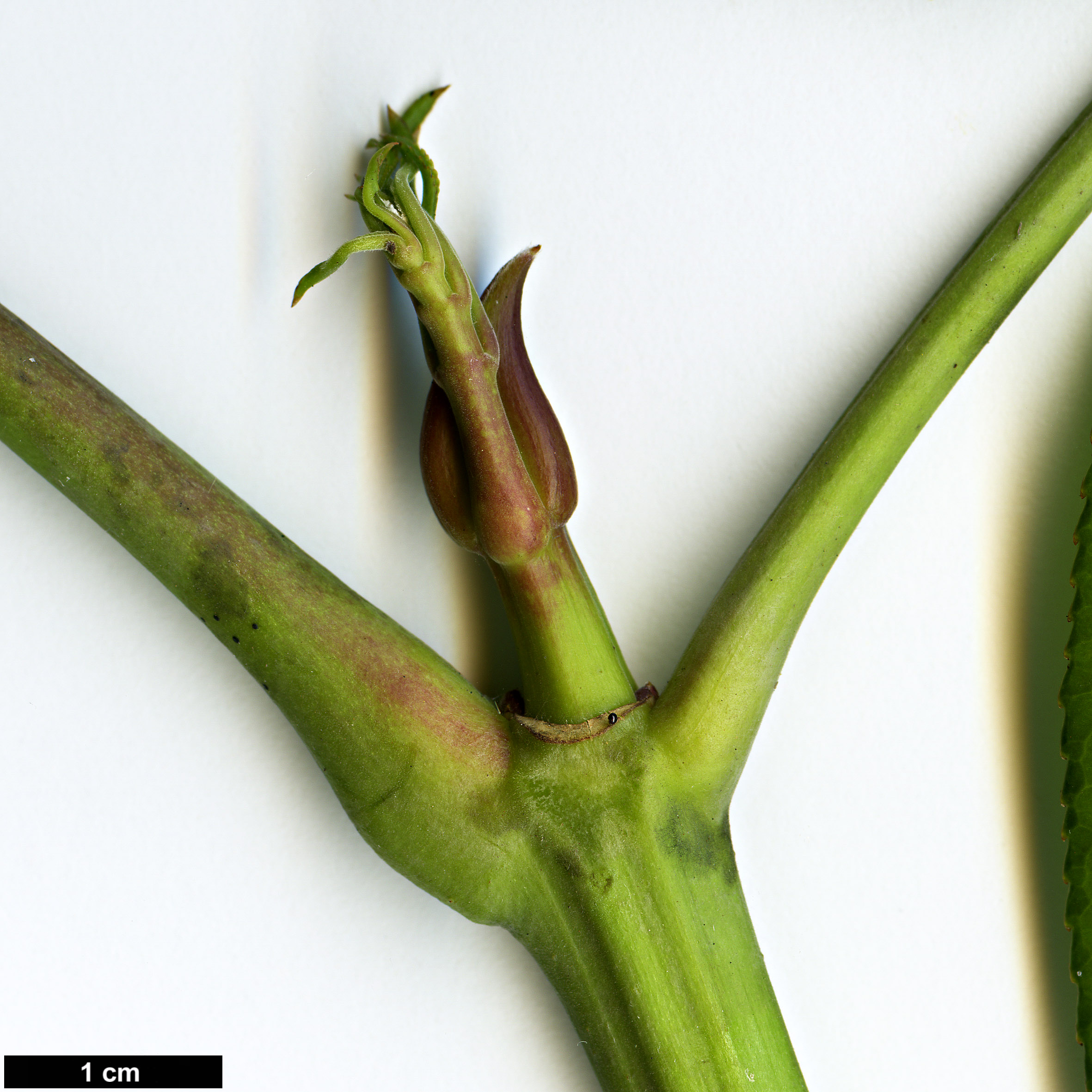 High resolution image: Family: Staphyleaceae - Genus: Turpinia - Taxon: pomifera - SpeciesSub: var. minor